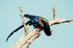 Violet Wood Hoopoe (Irrisor damara)-737A0790-2 null