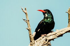 Violet Wood Hoopoe (Irrisor damara)-737A0791-2 null