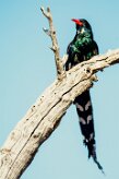 Violet Wood Hoopoe (Irrisor damara)-737A0798-2 null