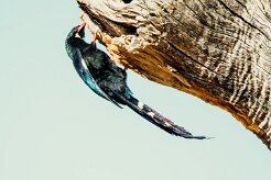 Violet Wood Hoopoe (Irrisor damara)-737A0808-2 null