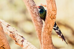 Violet Wood Hoopoe (Irrisor damara)-737A0813-2 null