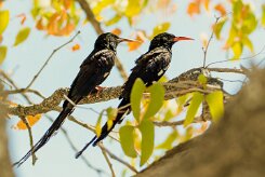 Violet Wood Hoopoe (Irrisor damara)_737A9771 null