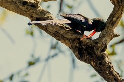 Green Wood-Hoopoe (Irrisor moqueur)_7D2_1606 null