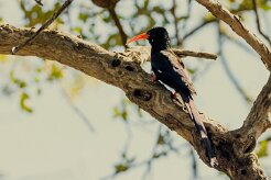 Green Wood-Hoopoe (Irrisor moqueur)_7D2_1610 null