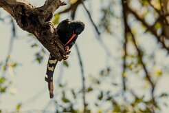 Green Wood-Hoopoe (Irrisor moqueur)_7D2_1612 null