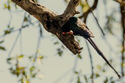 Green Wood-Hoopoe (Irrisor moqueur)_7D2_1614 null