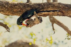 Green Wood-Hoopoe (Irrisor moqueur)_7D2_1616 null