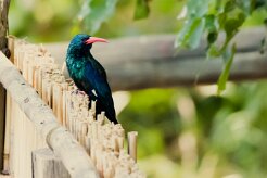 Green Wood-hoopoe (Irrisor moqueur)_7D2_2614 null