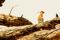 African Hoopoe (Huppe d'Afrique) _737A0322-2-2 null