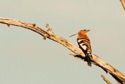 African Hoopoe (Huppe d'Afrique)_7D2_1161 null