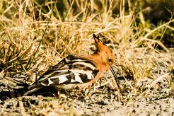 African Hoopoe (Huppe d'Afrique)_x737A4669-2 null