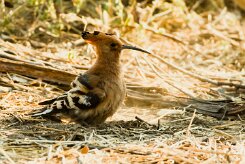 African hoopoe (Huppe africaine)_x737A5747-2 null
