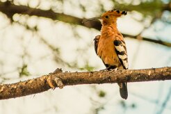 Huppe_d'Afrique_01-2 null