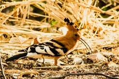 Huppe_d'Afrique_03-2 null