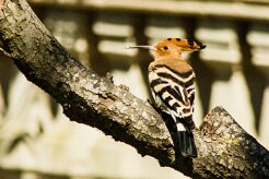 huppe_fasciee_05-2 null