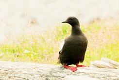 Guillemot à miroir_064_9348 null