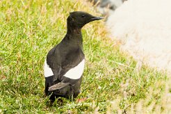 Guillemot à miroir_067_9379 null
