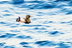 Guillemot à miroir_104_9630 null