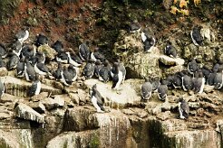 Guillemot de Troïl_006_8945 null