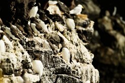 Guillemot de Troïl_008_8948 null