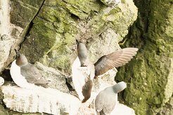 Guillemot de Troïl_009_8953 null