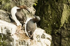 Guillemot de Troïl_010_8957 null