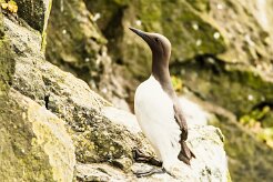 Guillemot de Troïl_011_8960 null
