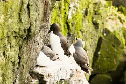 Guillemot de Troïl_013_8966 null