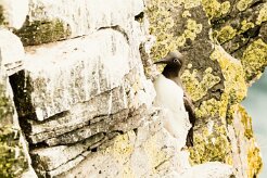 Guillemot de Troïl_020_9015 null