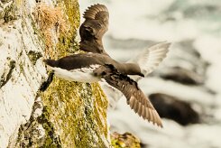 Guillemot de Troïl_022_9020 null