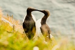 Guillemot de Troïl_024_9037 null