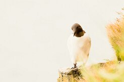 Guillemot de Troïl_025_9050 null