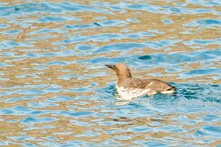 Guillemot de Troïl_075_9455 null