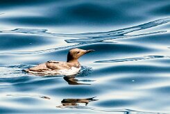 Guillemot de Troïl_117_9684 null