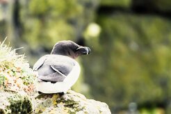 Pingouin torda_012_8965 null