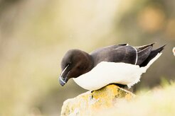 Pingouin torda_014_8981 null