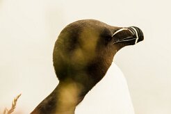 Pingouin torda_015_8997 null