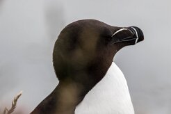 Pingouin torda Fjords du Nord-Ouest - Falaises de Latrabjarg