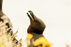 Pingouin torda_016_9001 null