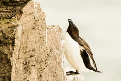 Pingouin torda_017_9004 null