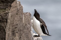 Pingouin torda Fjords du Nord-Ouest - Falaises de Latrabjarg