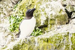 Pingouin torda_114_9681 null