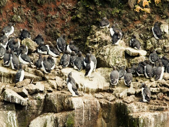 Guillemot de Troïl