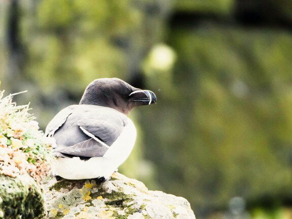 Pingouin torda