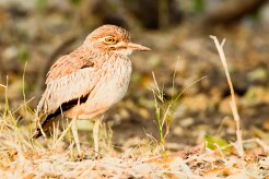 Water Thick-knee (OEdicnème vermiculé)_x737A5304-2 null