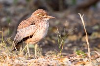 Water Thick-knee (OEdicnème vermiculé) Water Thick-knee (OEdicnème vermiculé)