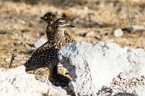 spotted thick-knee (Œdicnème tachard) spotted thick-knee (Œdicnème tachard)