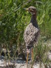 Spotted thick-knee (Œdicnème tachard) Etosha