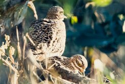Spotted Thick-knee (OEdicnème tachard)_x737A5085-2 null