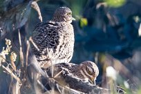 Spotted Thick-knee (OEdicnème tachard) Spotted Thick-knee (OEdicnème tachard)